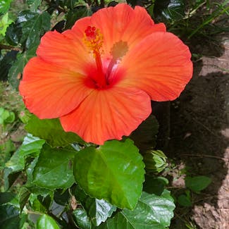 Chinese Hibiscus plant in Grand Haven, Michigan