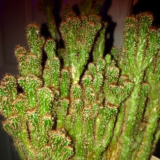Lady Finger Cactus plant in Grand Haven, Michigan