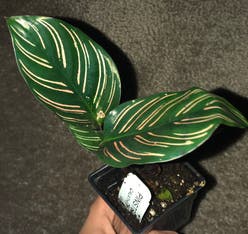 Pinstripe Calathea plant