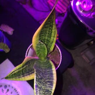 Snake Plant plant in Grand Haven, Michigan