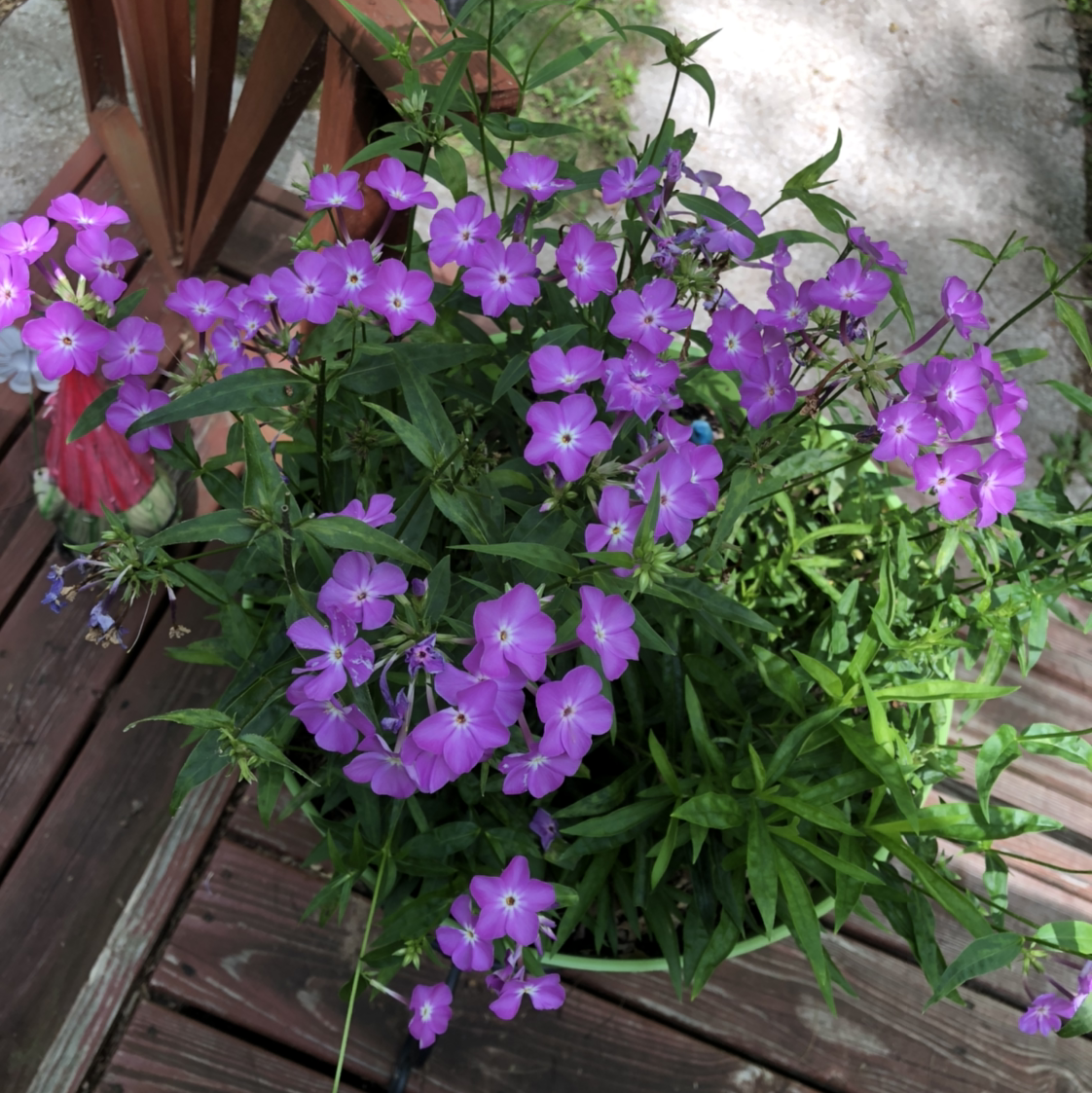 Photo of the plant species Garden Phlox by @Amberblueeyes named Messi on Greg, the plant care app