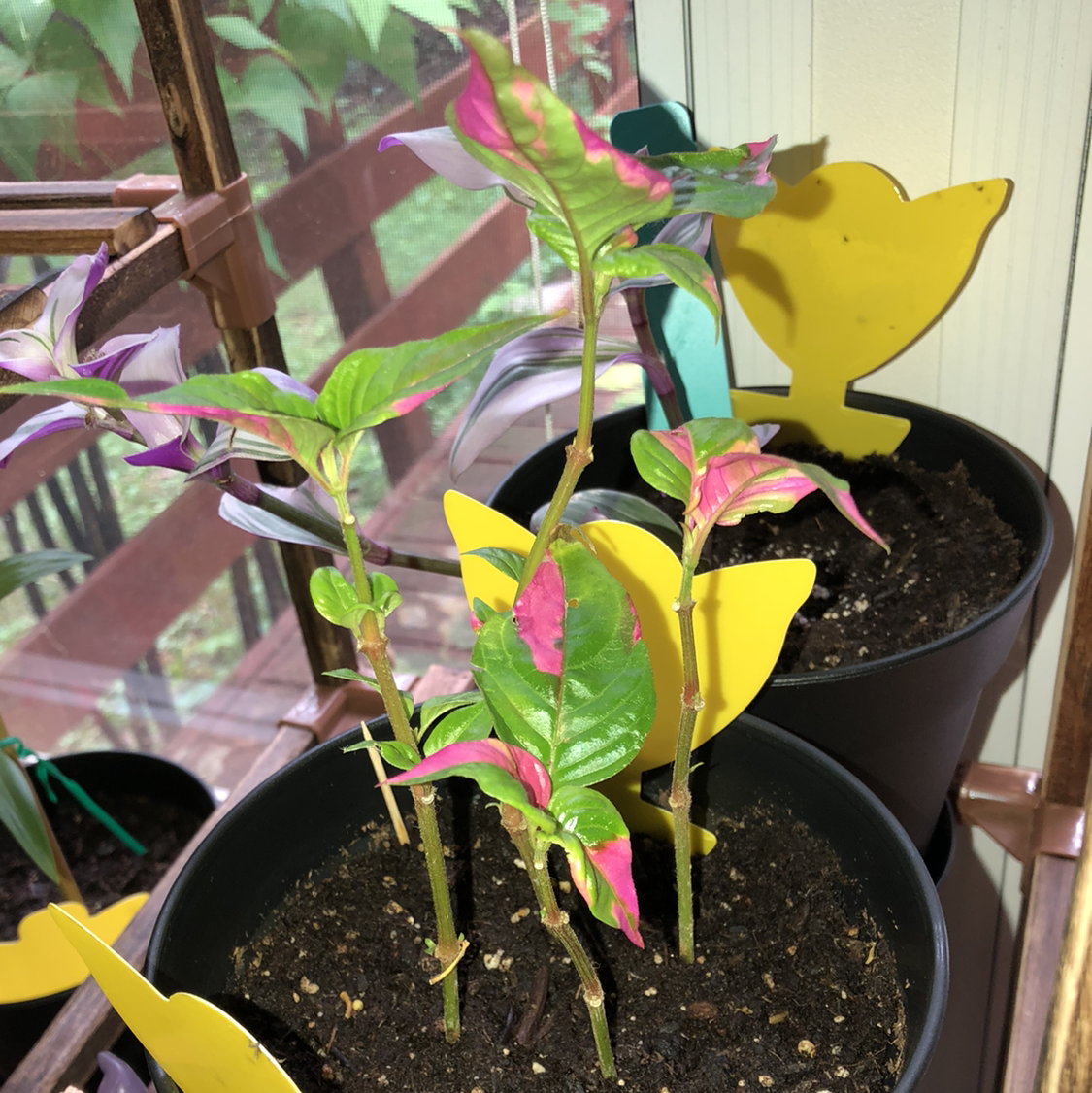 Hairy Joyweed plant photo by @Amberblueeyes named Pinky on Greg, the plant care app.