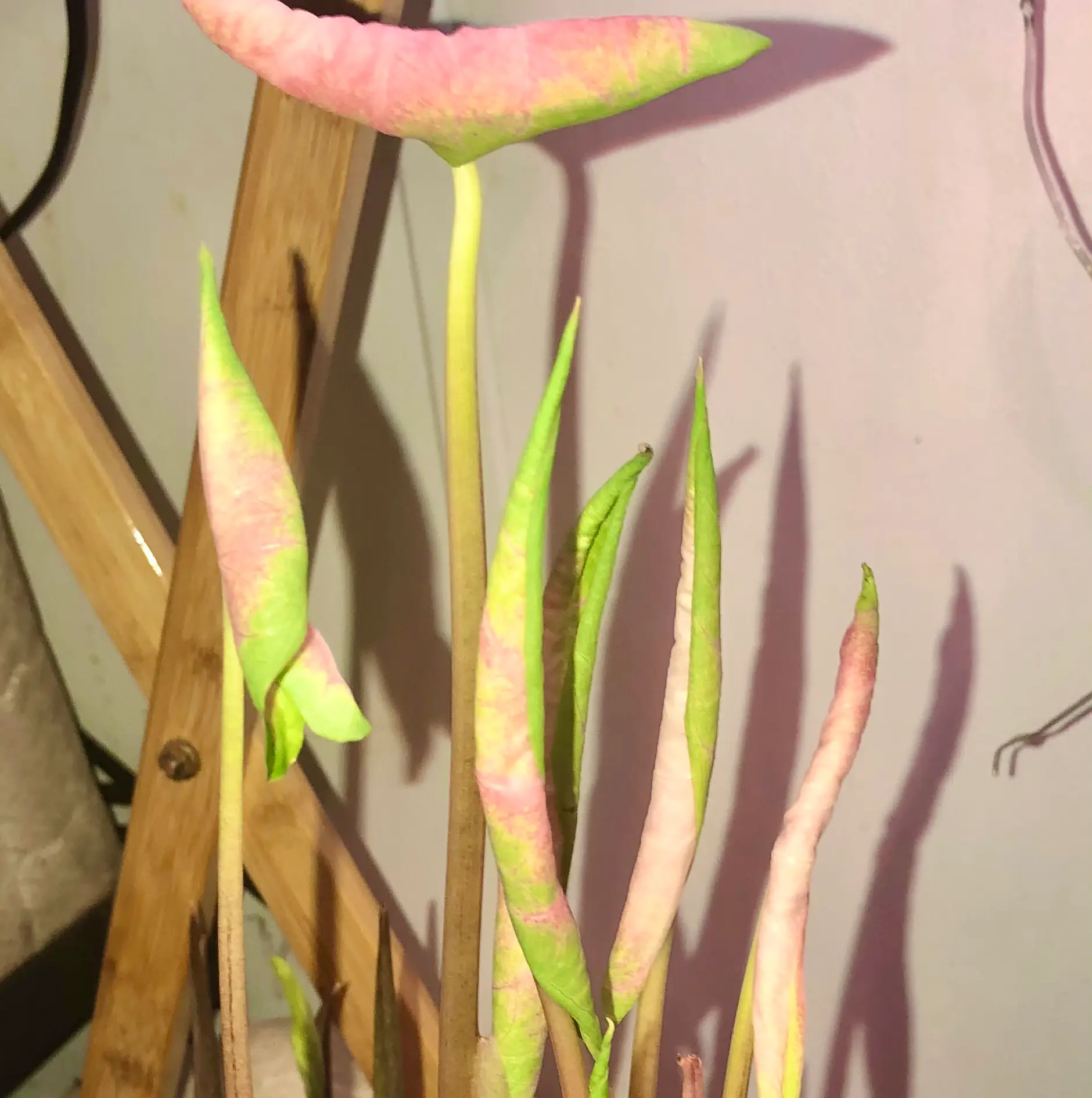 Photo of the plant species Kathleen Angel Wings by @Amberblueeyes named Kalady on Greg, the plant care app