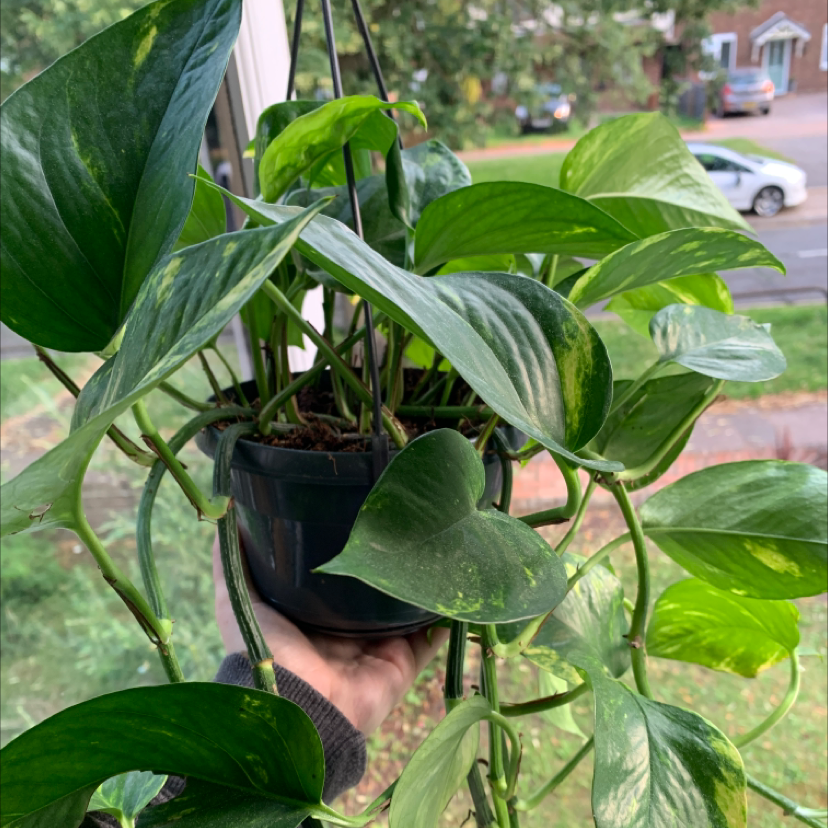 Taro Vine plant photo by @rhia2k24 named Golden Pothos ￼ on Greg, the plant care app.