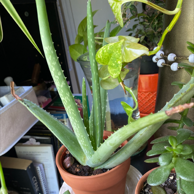 Aloe vera plant photo by Imani named Bodhi on Greg, the plant care app.