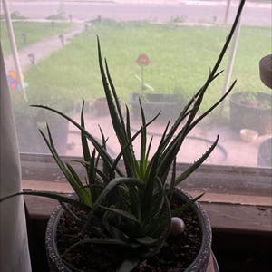 Aloe 'Blue Elf' plant photo by Andrea named Your plant on Greg, the plant care app.