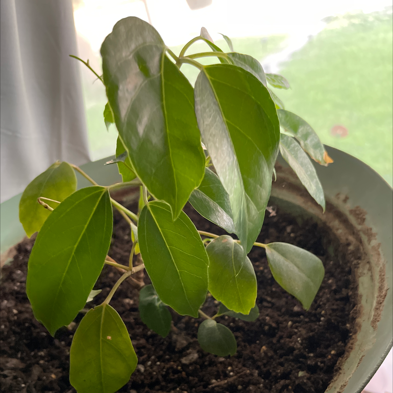 Umbrella Tree plant photo by Andrea named Your plant on Greg, the plant care app.