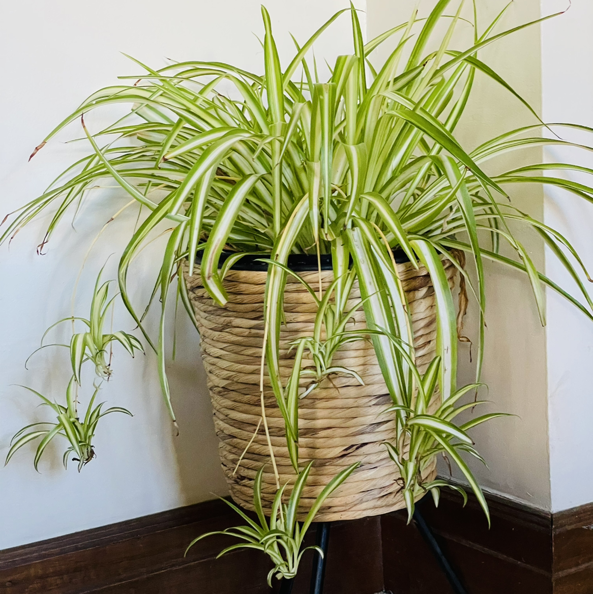 Photo of the plant species Spider Plant by @devnigoonasekara named Blossom on Greg, the plant care app