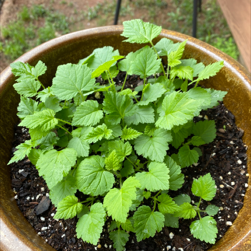 Potted European Red Raspberry plant with healthy green leaves.