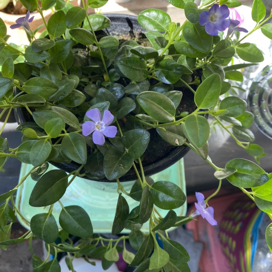 Lesser Periwinkle plant in a pot with green leaves and purple flowers.