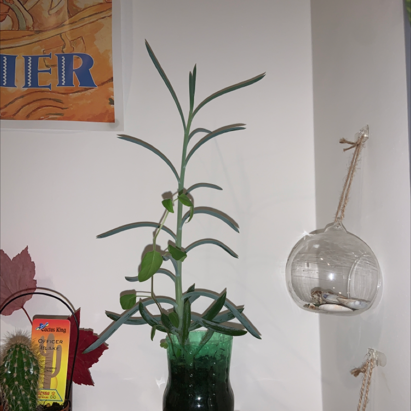 Blue Chalksticks plant in a green vase, appears healthy and well-framed.