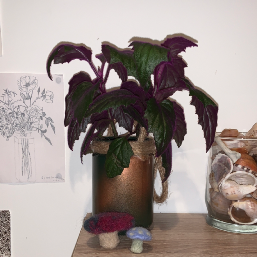 Photo of the plant species Purple Velvet Plant by Leah named Stinky on Greg, the plant care app