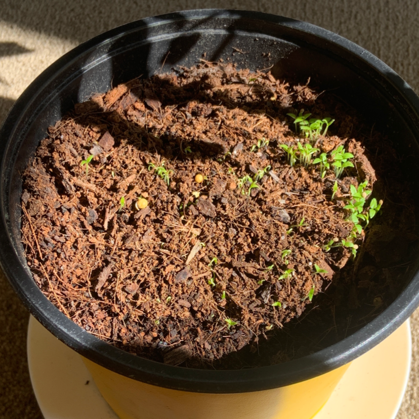 Potted Cape Gooseberry seedlings emerging from the soil.