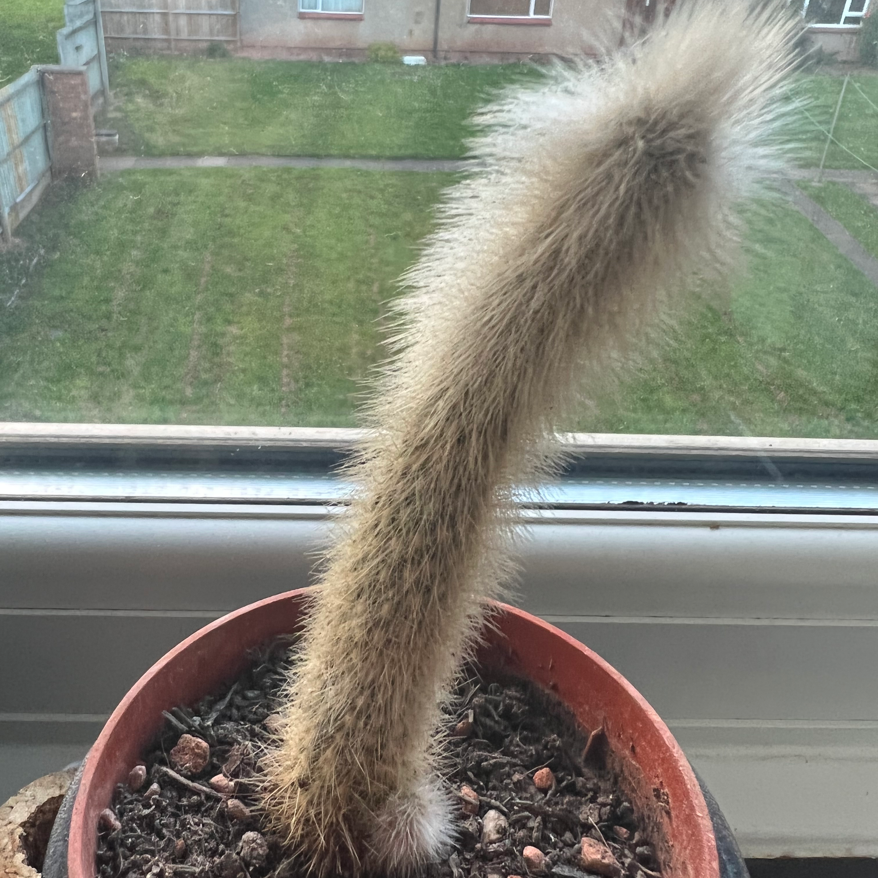 Peruvian Old Man Cactus in a pot with visible soil, placed on a windowsill.