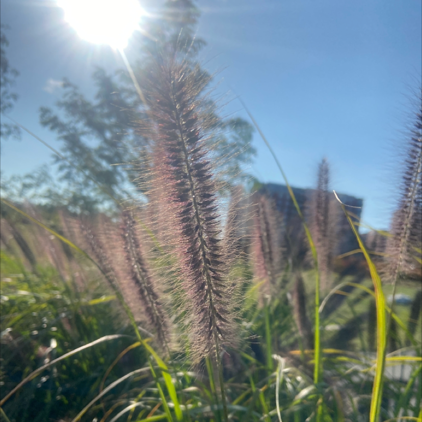 Close-up of Crimson Fountaingrass with feathery plumes under bright sunlight.