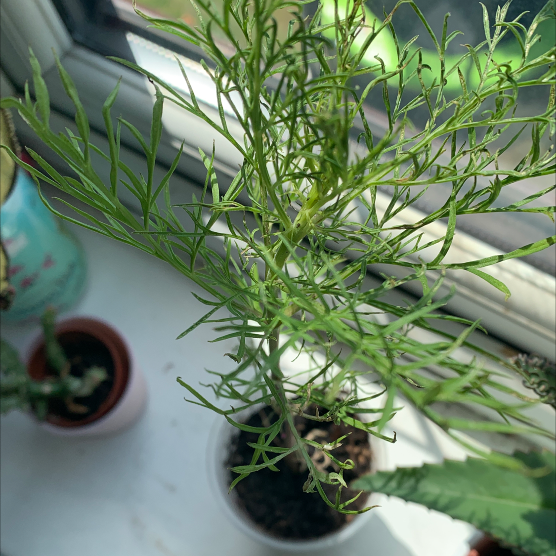 Garden Cosmos plant on a windowsill with green, feathery leaves. Soil is visible.
