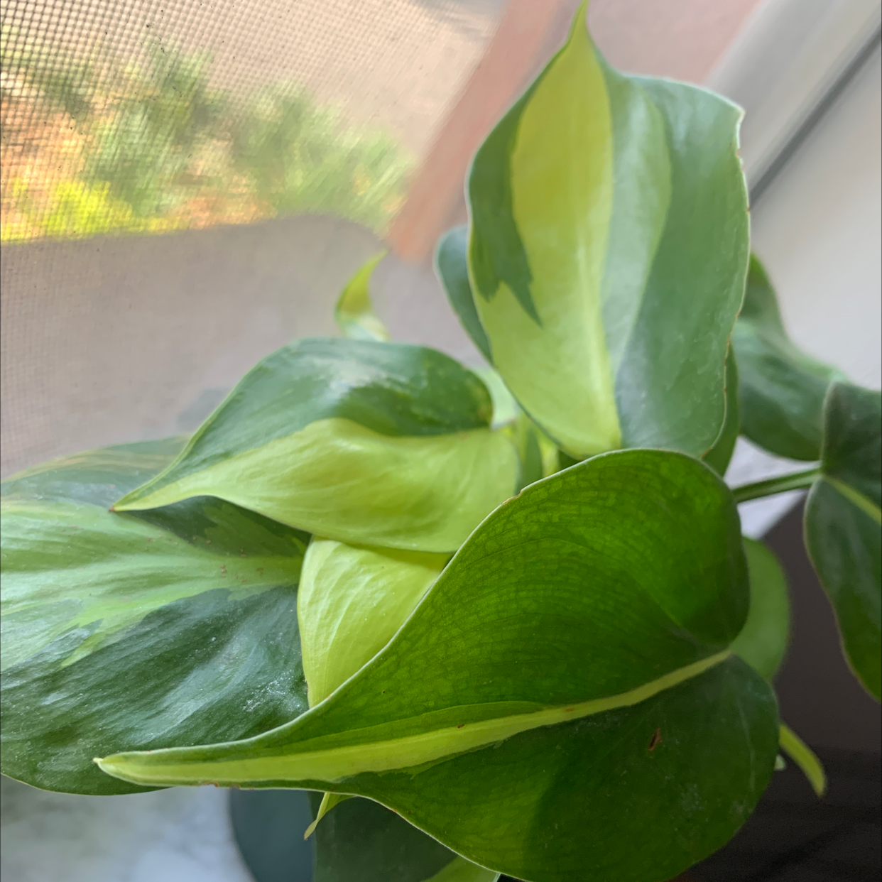 Philodendron Brasil plant with variegated green and yellow leaves near a window.