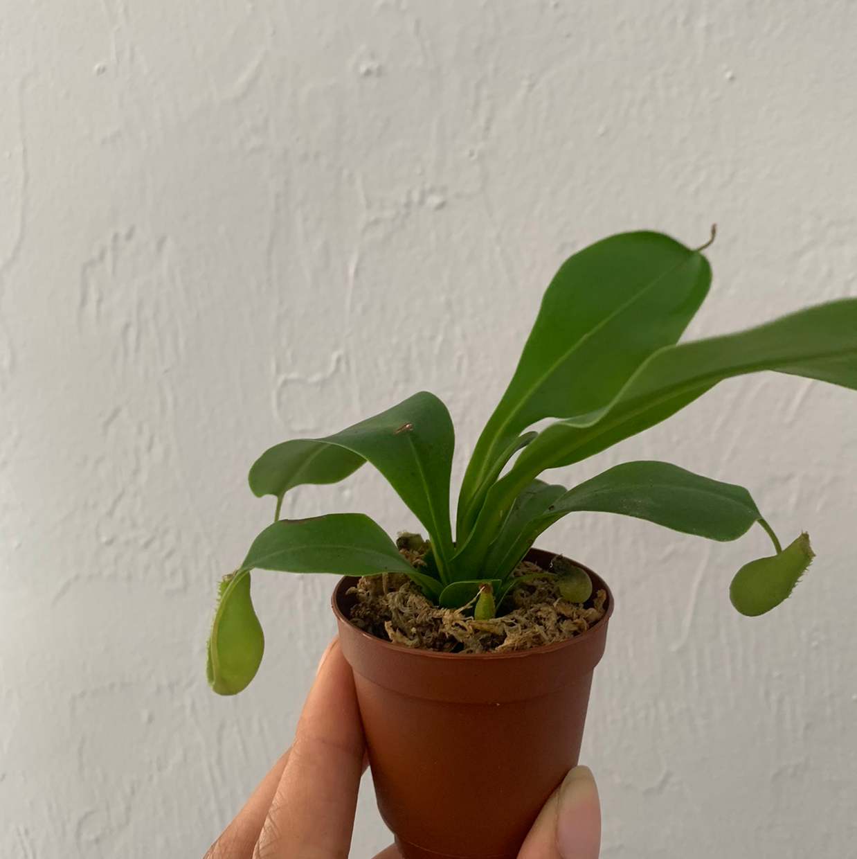 A healthy Tropical Pitcher Plant in a brown pot, held by a hand.