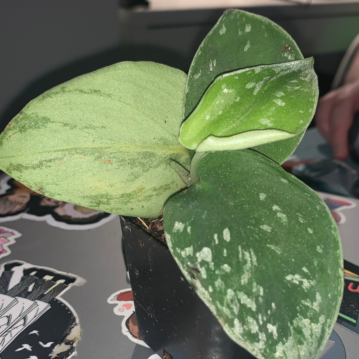 Satin Pothos plant with silvery-green leaves, slight yellowing visible on some leaves. Hand holding leaf to showcase markings.