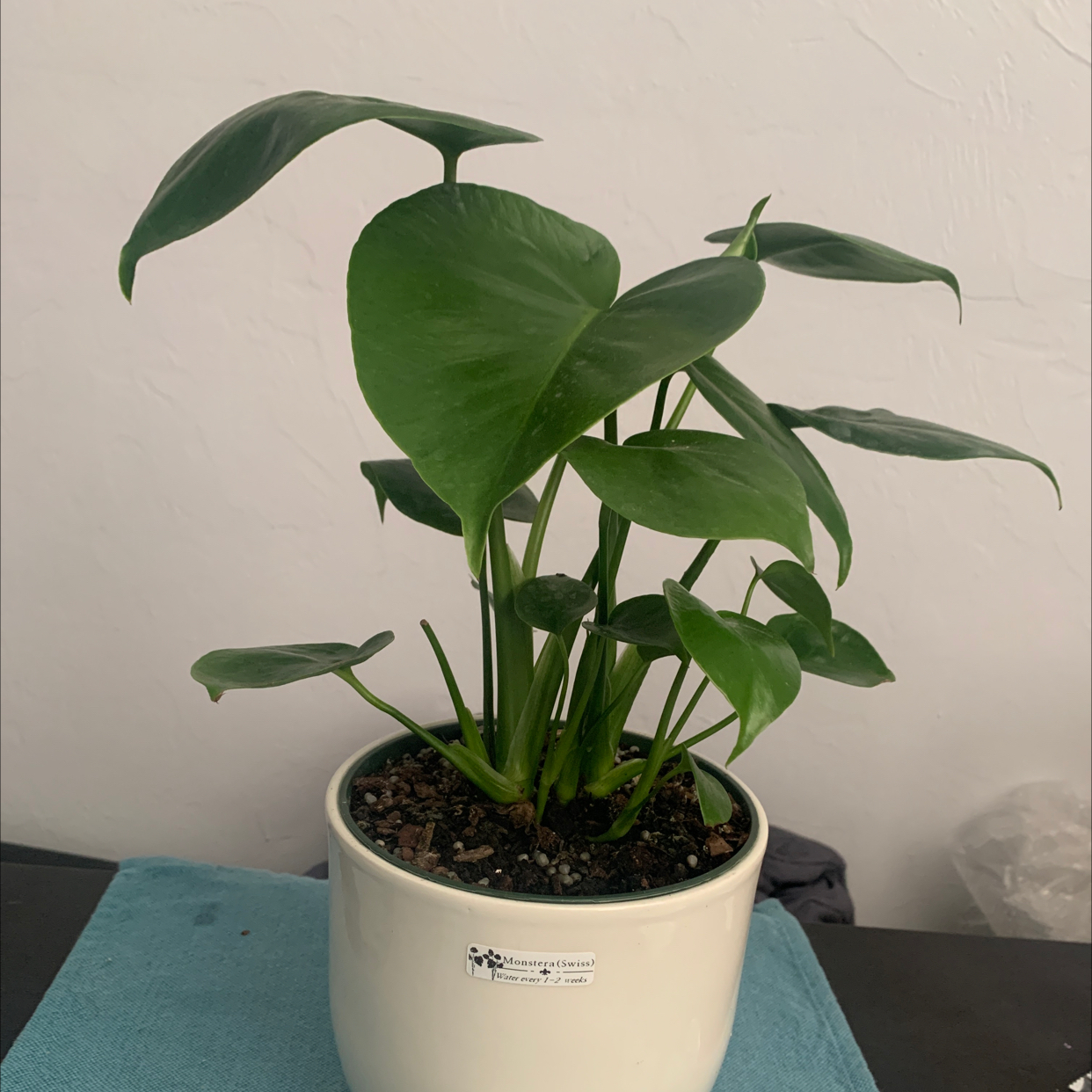 Monstera plant photo by @Cristina_w named Swiss on Greg, the plant care app.
