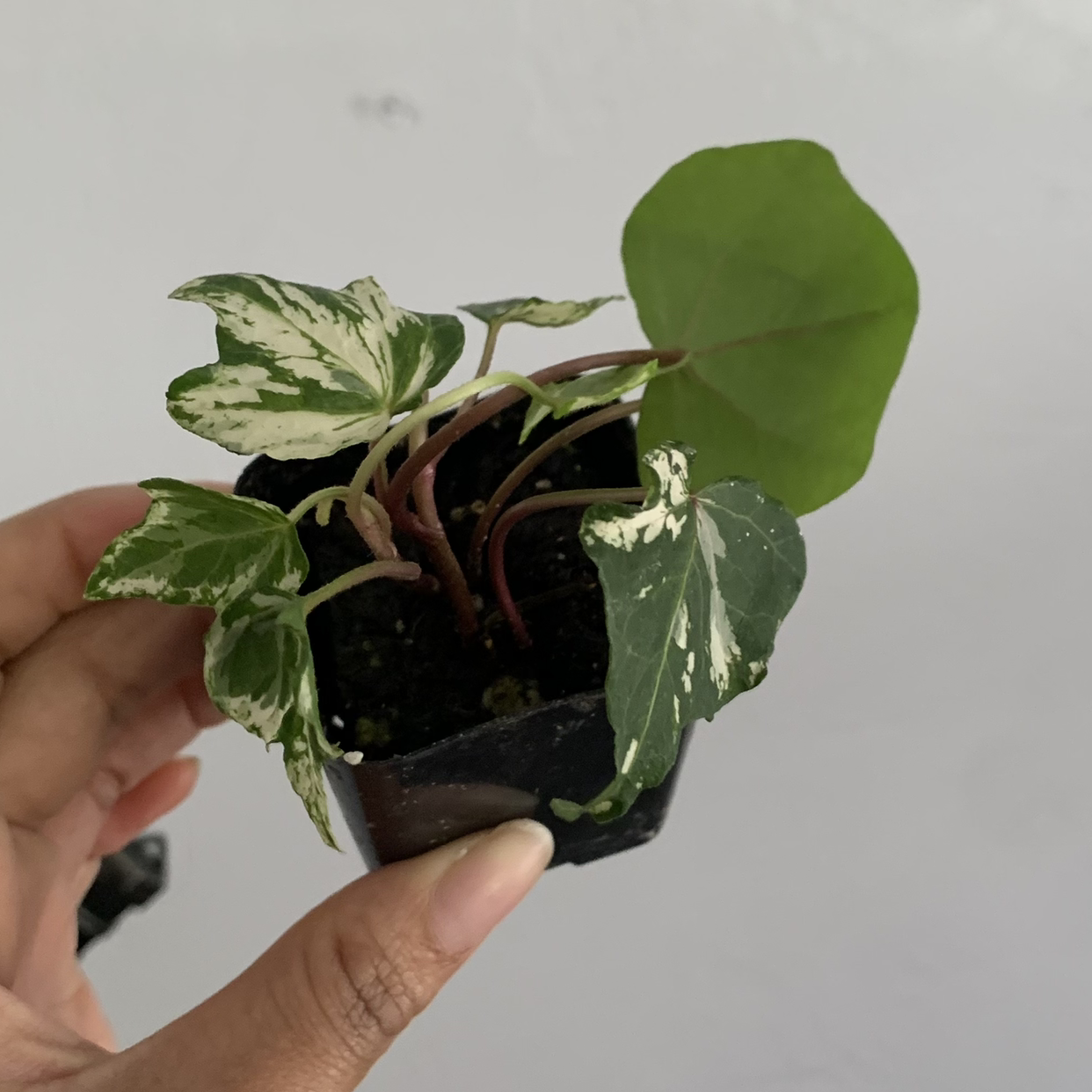 Variegated ivy plant in a pot, held by a hand. One leaf appears to be a different species.