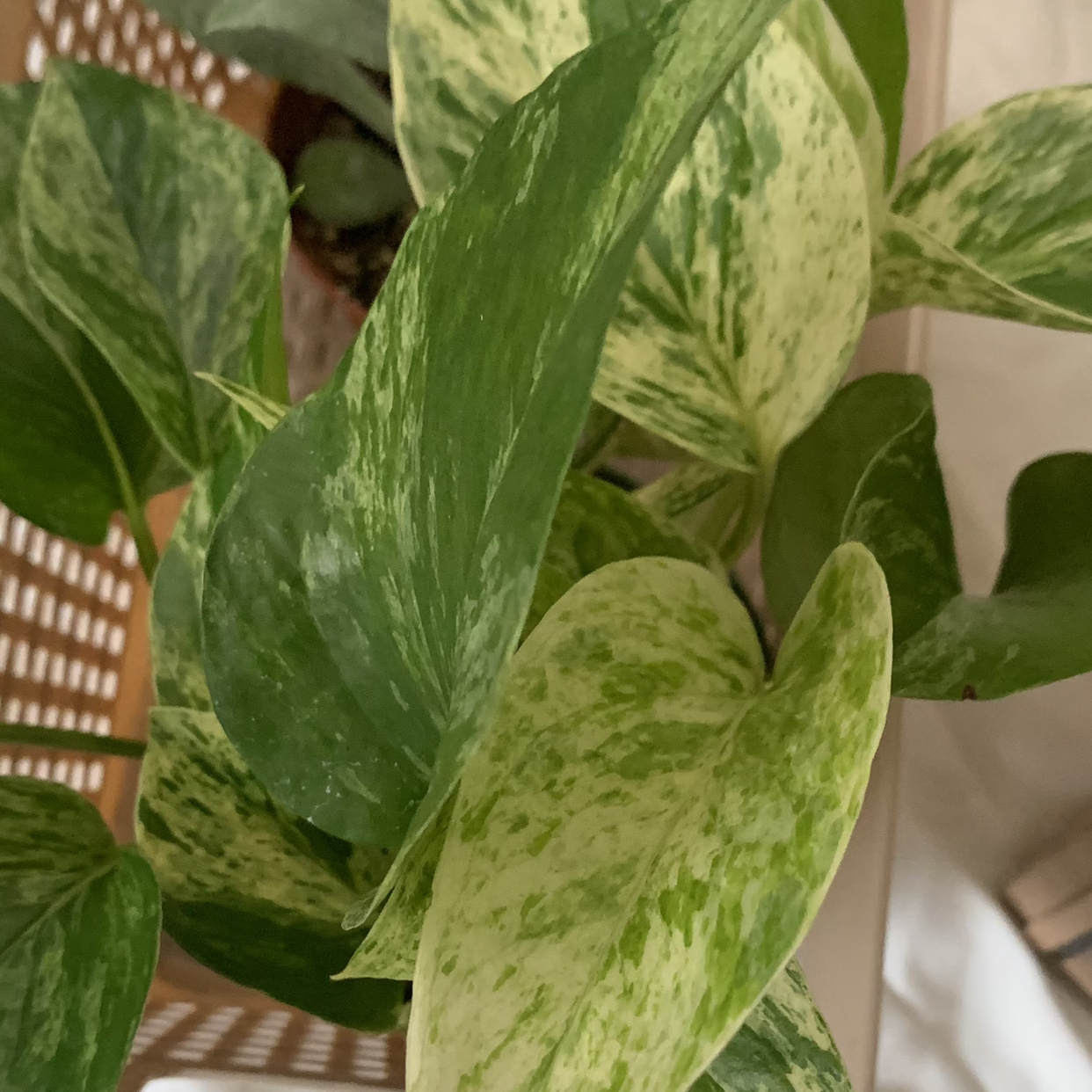 Marble Queen Pothos with variegated green and white leaves.