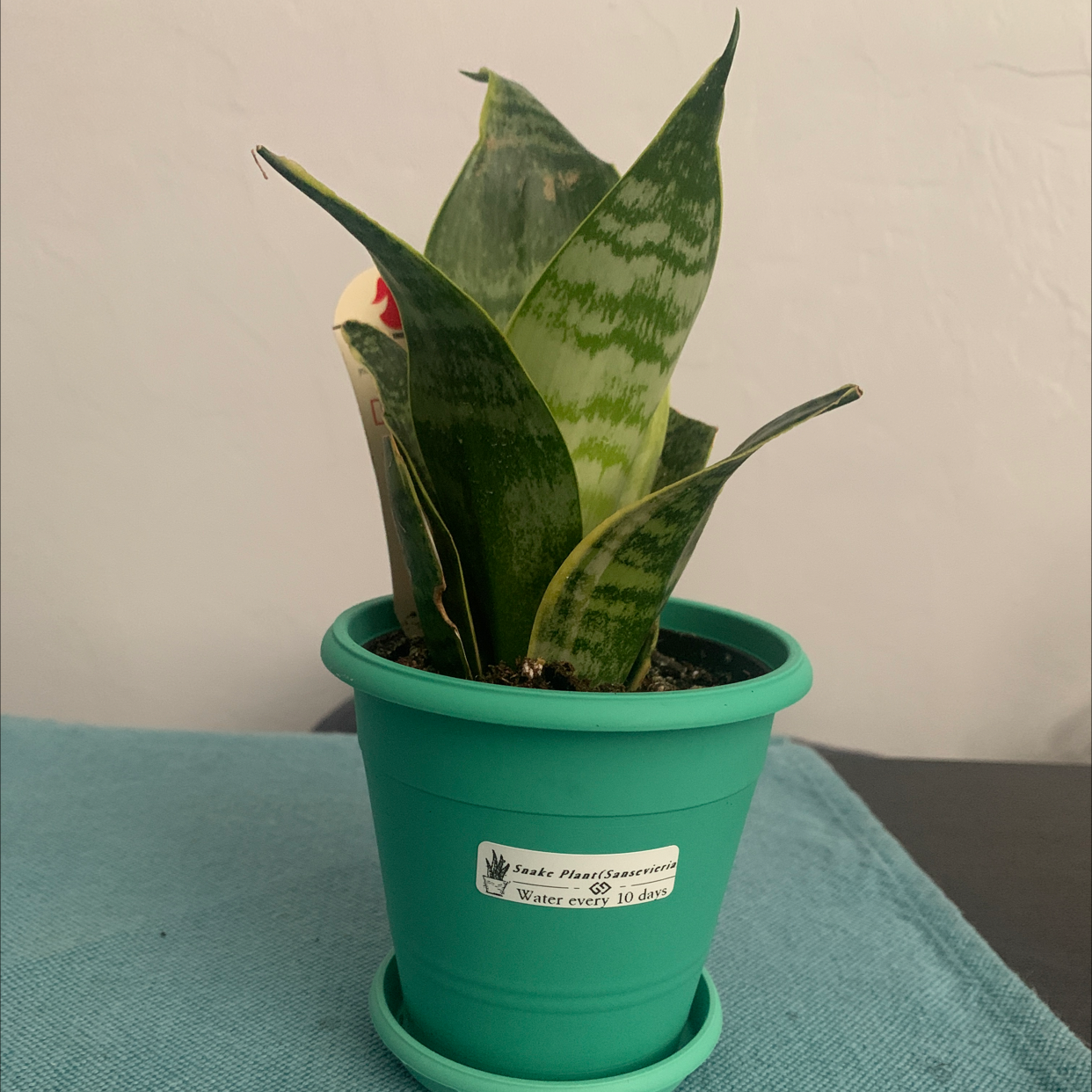 Snake Plant plant photo by @Cristina_w named Snape on Greg, the plant care app.