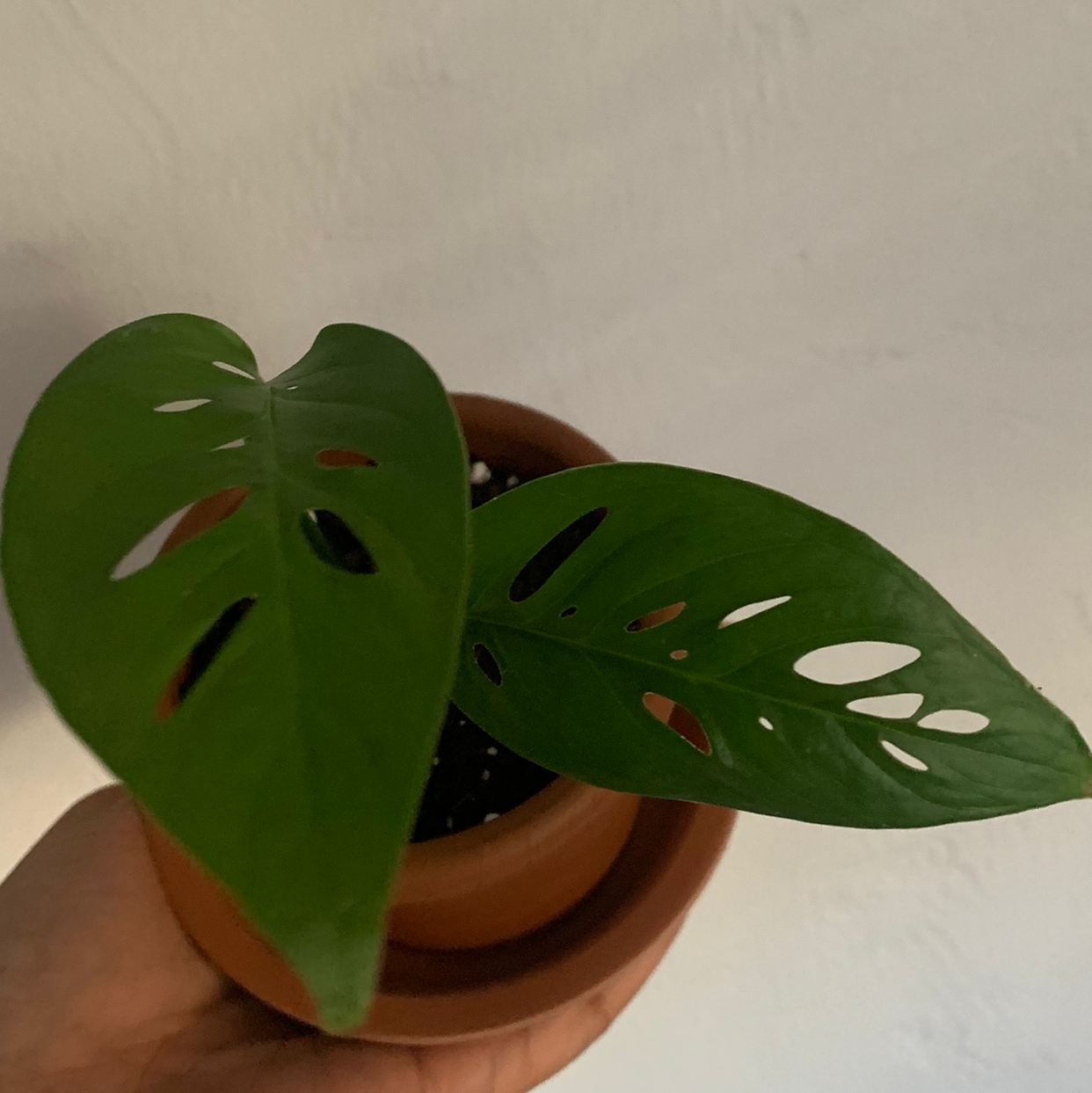 Why Are My Swiss Cheese Vine Leaves Droopy? 💧