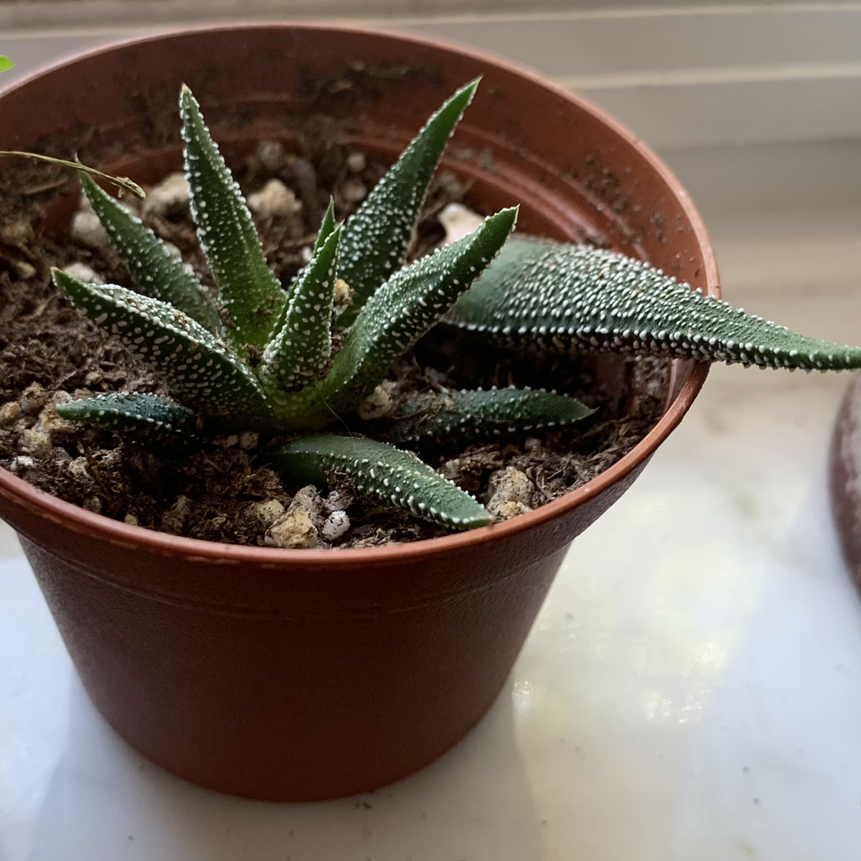 Healthy potted Zebra Plant succulent with striped leaves in terracotta pot, well-framed and in focus on white background.