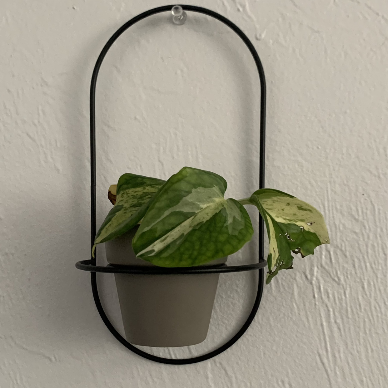 Manjula Pothos plant with variegated leaves in a wall-mounted holder.
