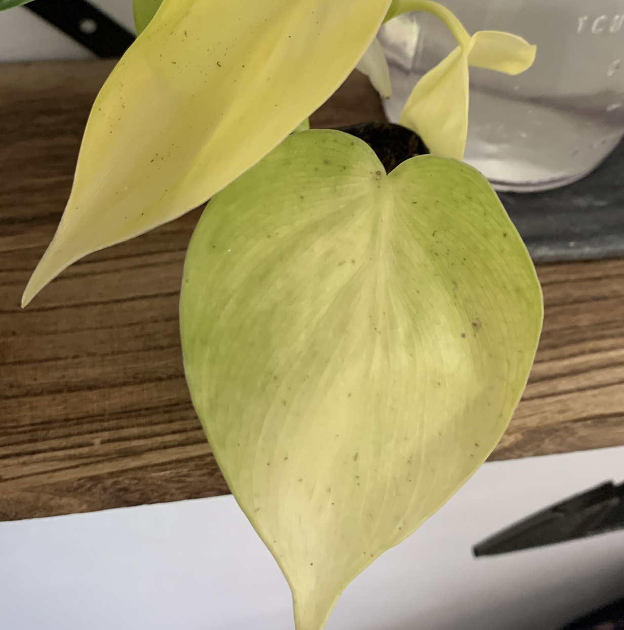 Philodendron Lemon Lime plant with a yellowing leaf on a wooden surface.