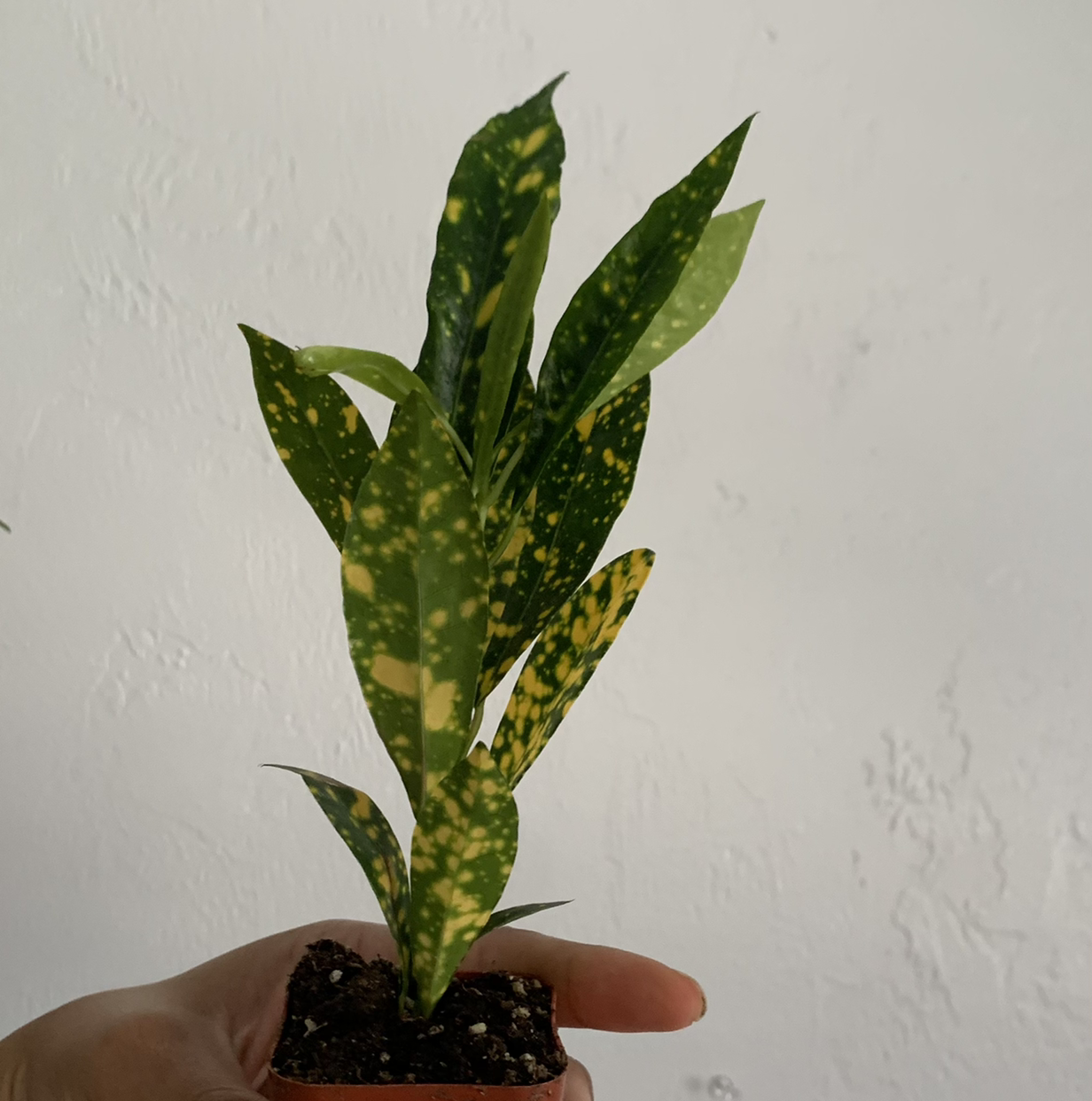 Gold Dust Croton plant with green leaves speckled with yellow spots, held by a hand.