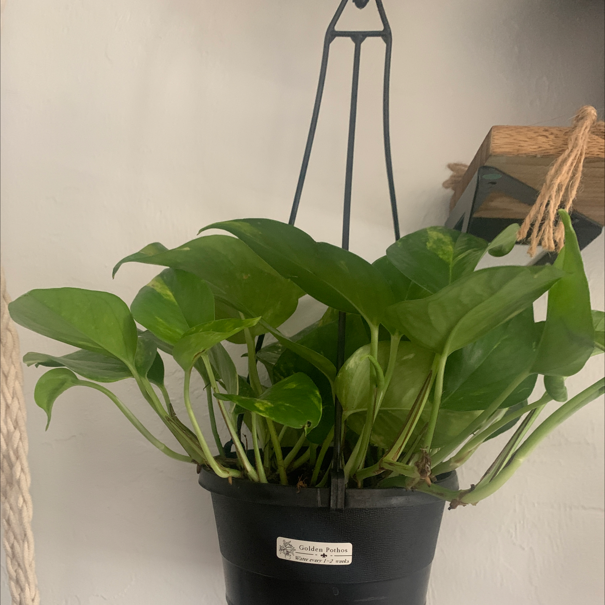 Taro Vine plant photo by @Cristina_w named Eva on Greg, the plant care app.