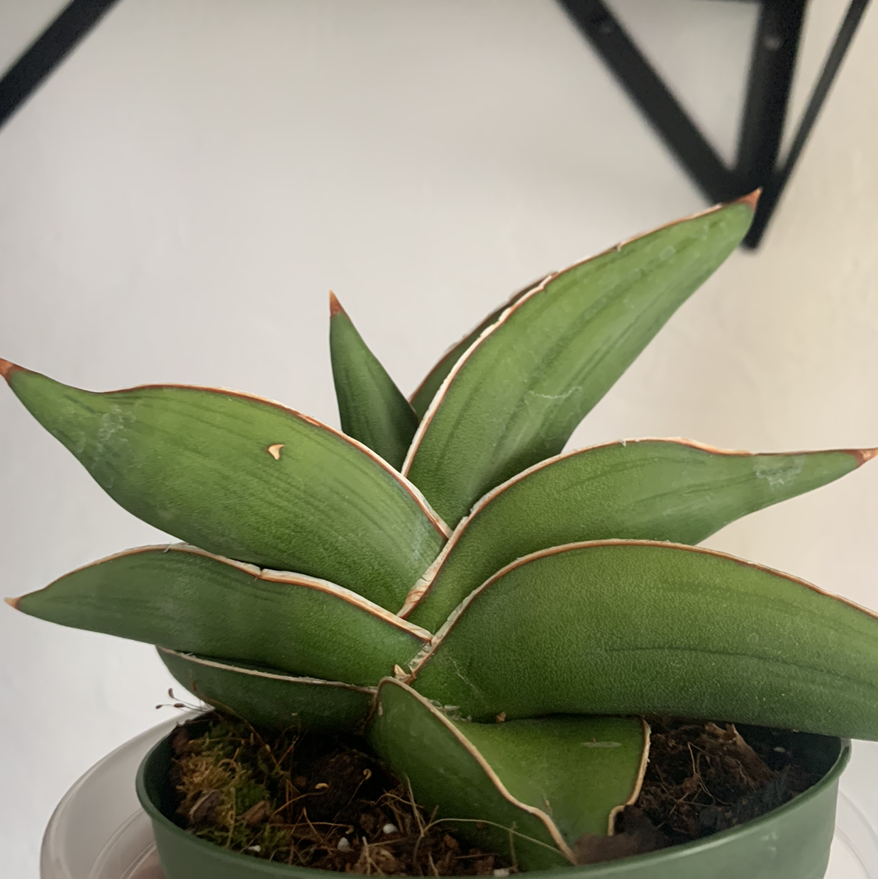 Samurai Dwarf Snake Plant with thick green leaves and white edges in a pot.