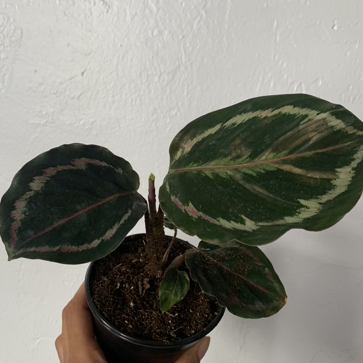 Calathea 'Medallion' plant with three large variegated leaves in a small pot, held by a hand.