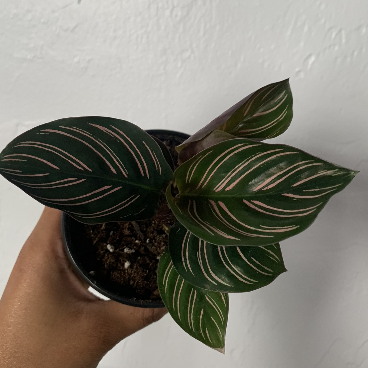 Pinstripe Calathea plant with pink-striped leaves held in a hand.