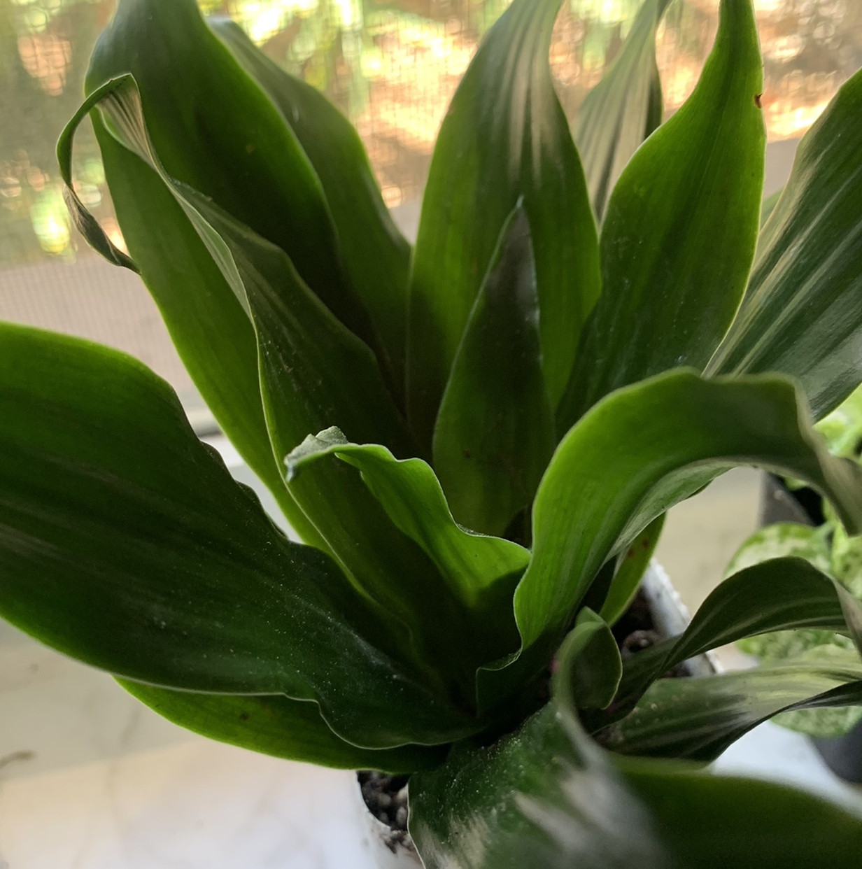 Healthy Cornstalk Dracaena plant with vibrant green, arching leaves. No signs of disease or discoloration.