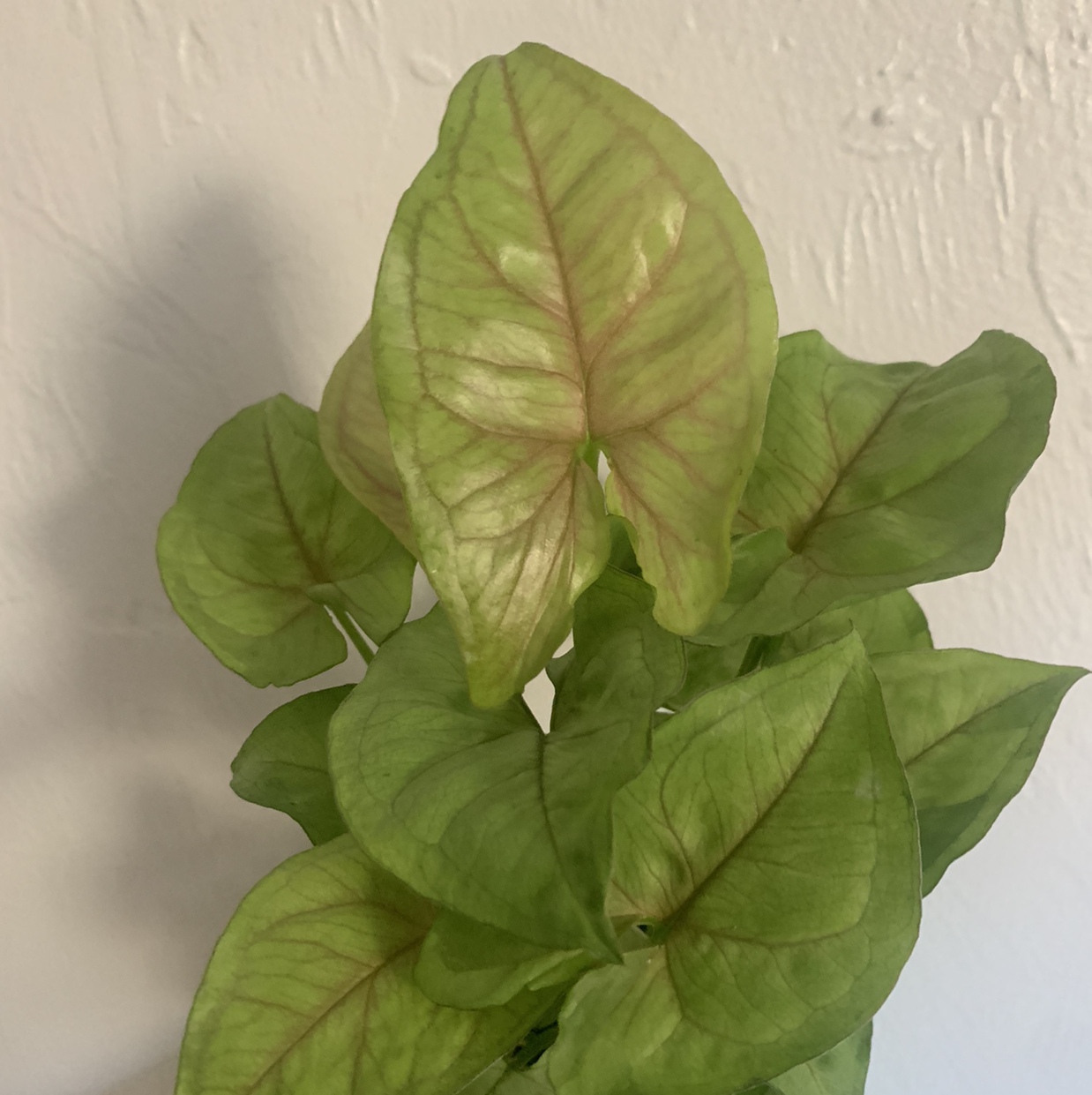 Yellowing Arrowhead Plant with wilted leaves against a white background, indicating suboptimal plant health.