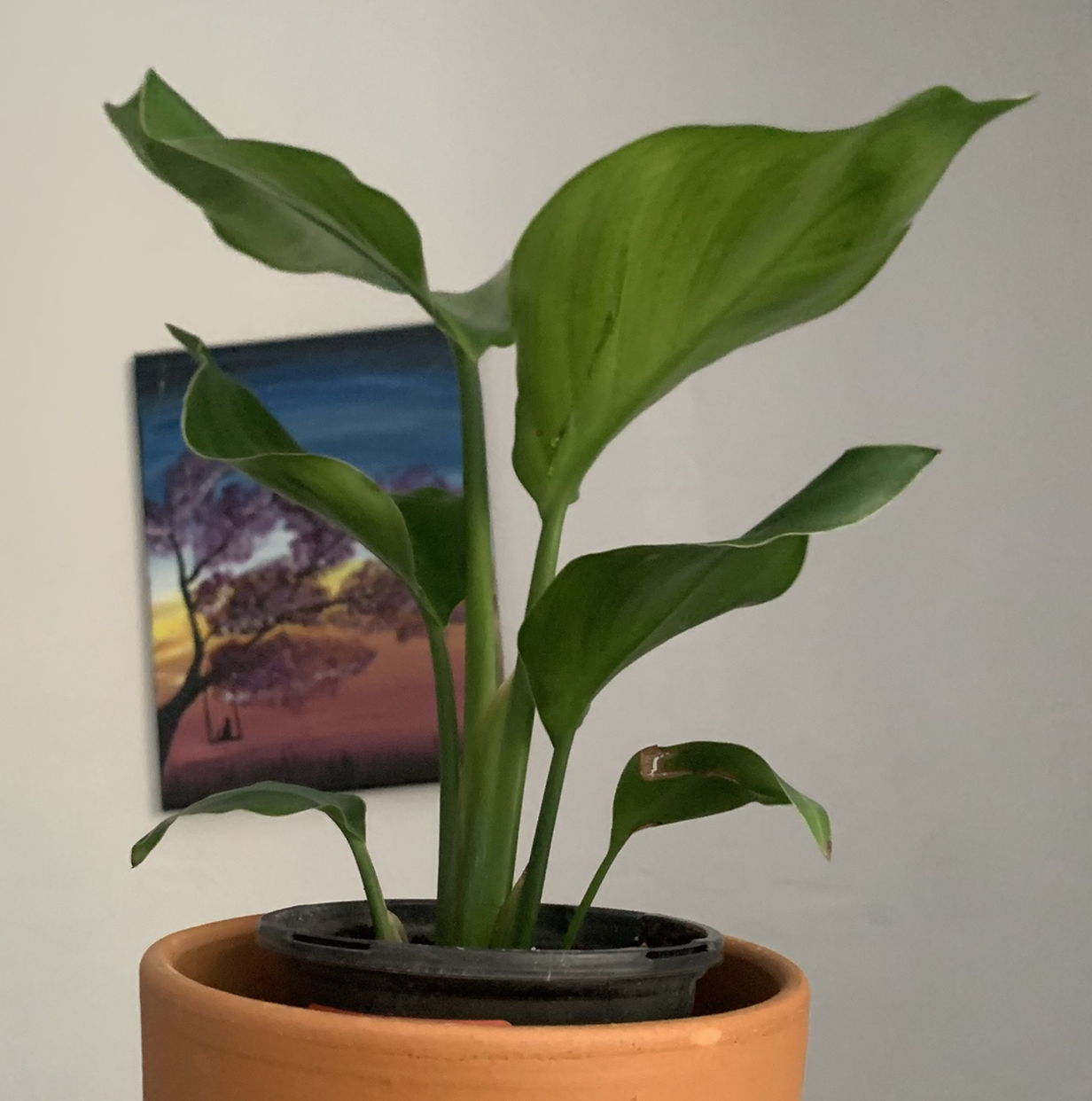Healthy young White Bird of Paradise plant in a terracotta pot, with lush green leaves and no signs of discoloration or disease.