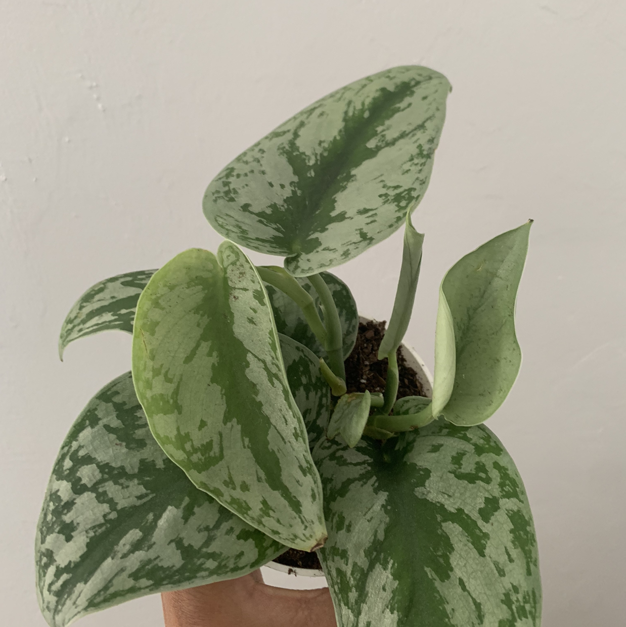 A vibrant and healthy Satin Pothos plant with mottled green leaves in a white ceramic pot, well-framed and in focus.