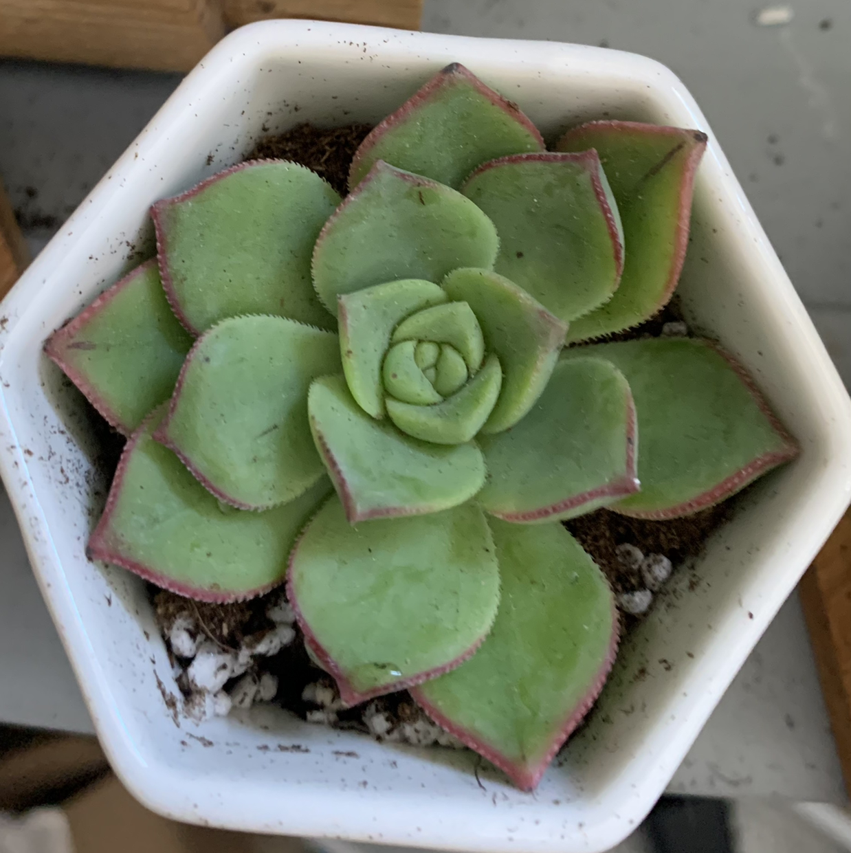 Haworth's Aeonium succulent in a white hexagonal pot with healthy green leaves and reddish edges.