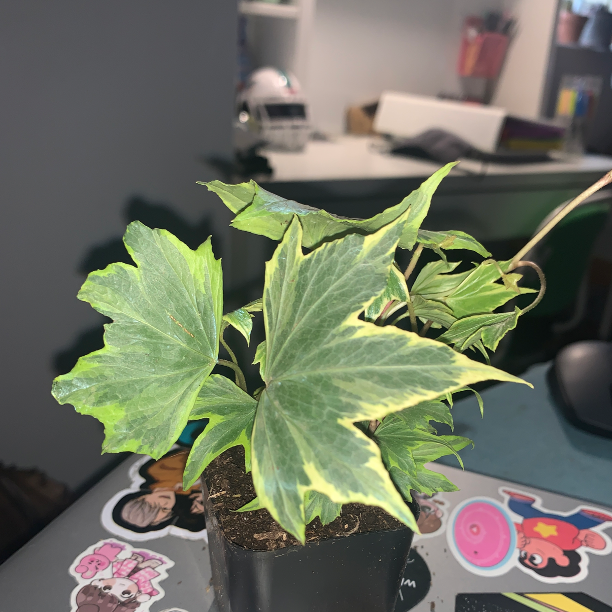 Healthy potted English Ivy plant with vibrant green lobed leaves, no discoloration, on a cluttered desk.