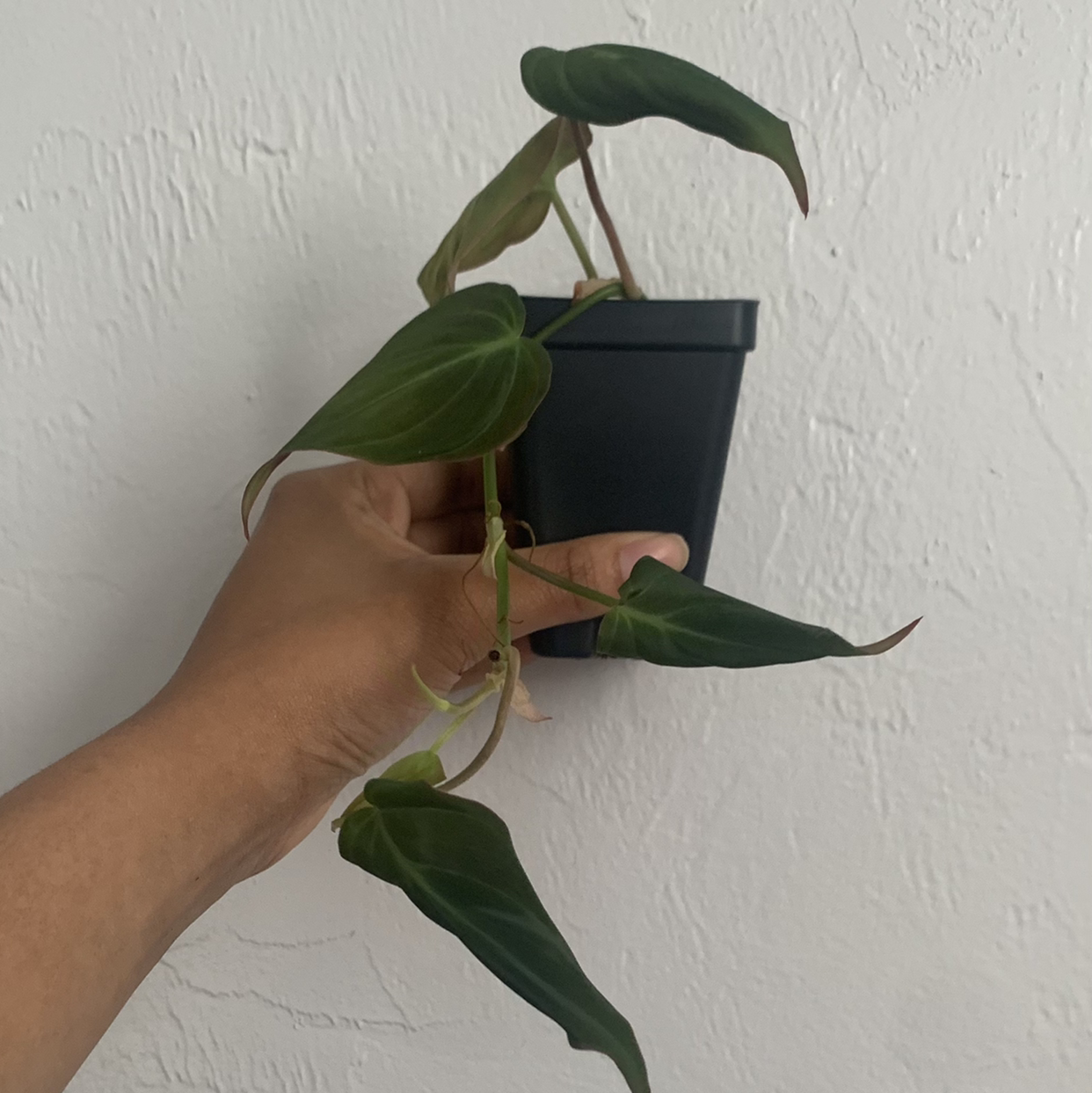 Philodendron Micans plant in a black pot held by a hand, healthy leaves.