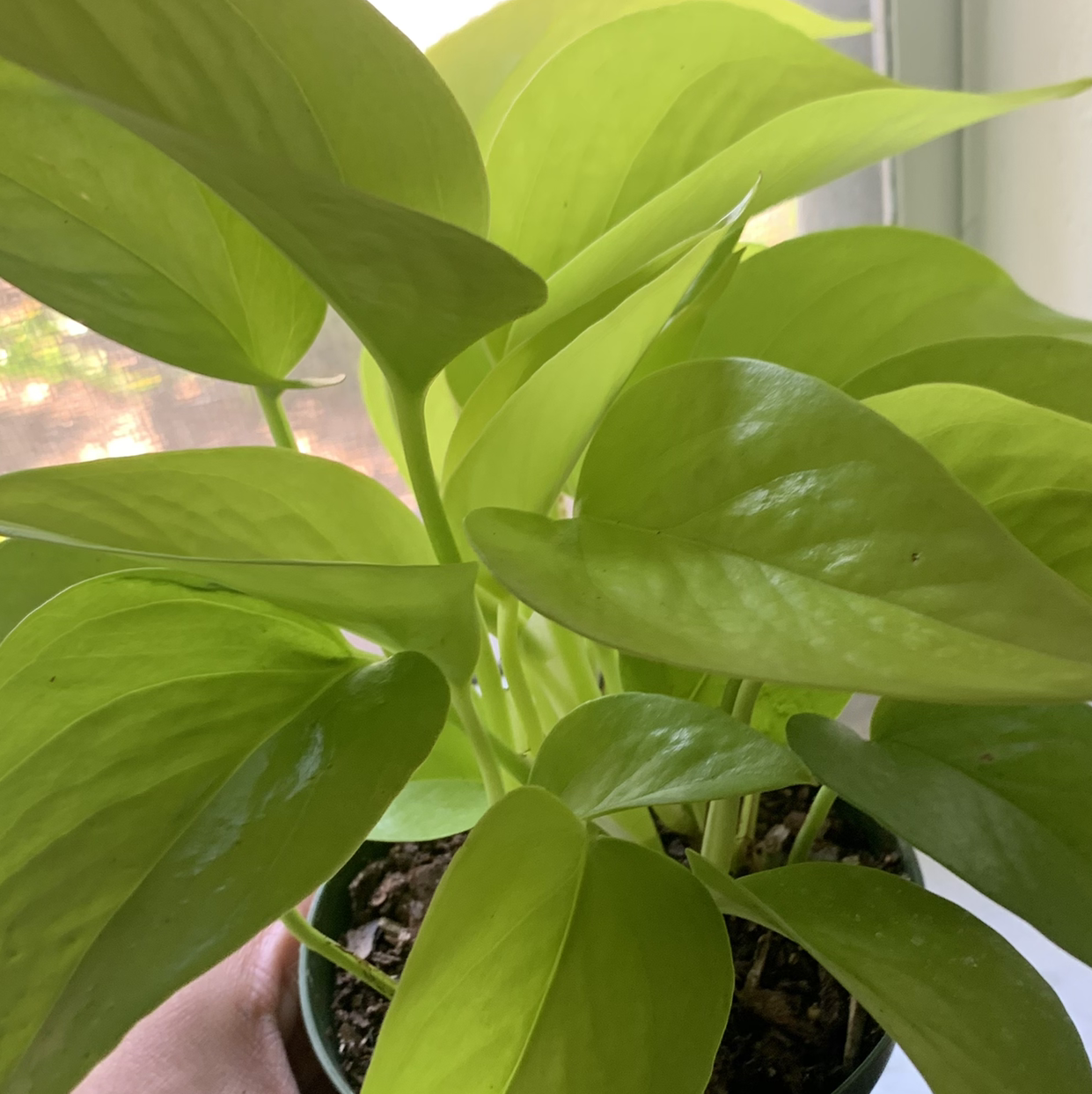 Healthy Neon Pothos plant with vibrant green leaves and visible soil.