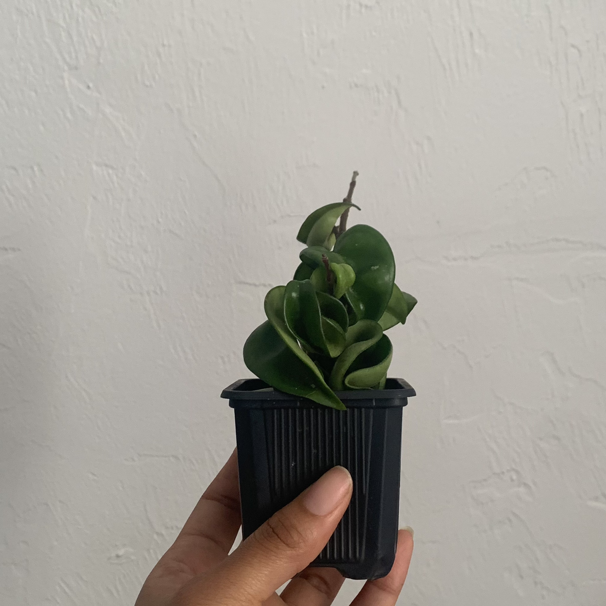 Hoya carnosa 'Compacta' plant in a small black pot held by a hand.