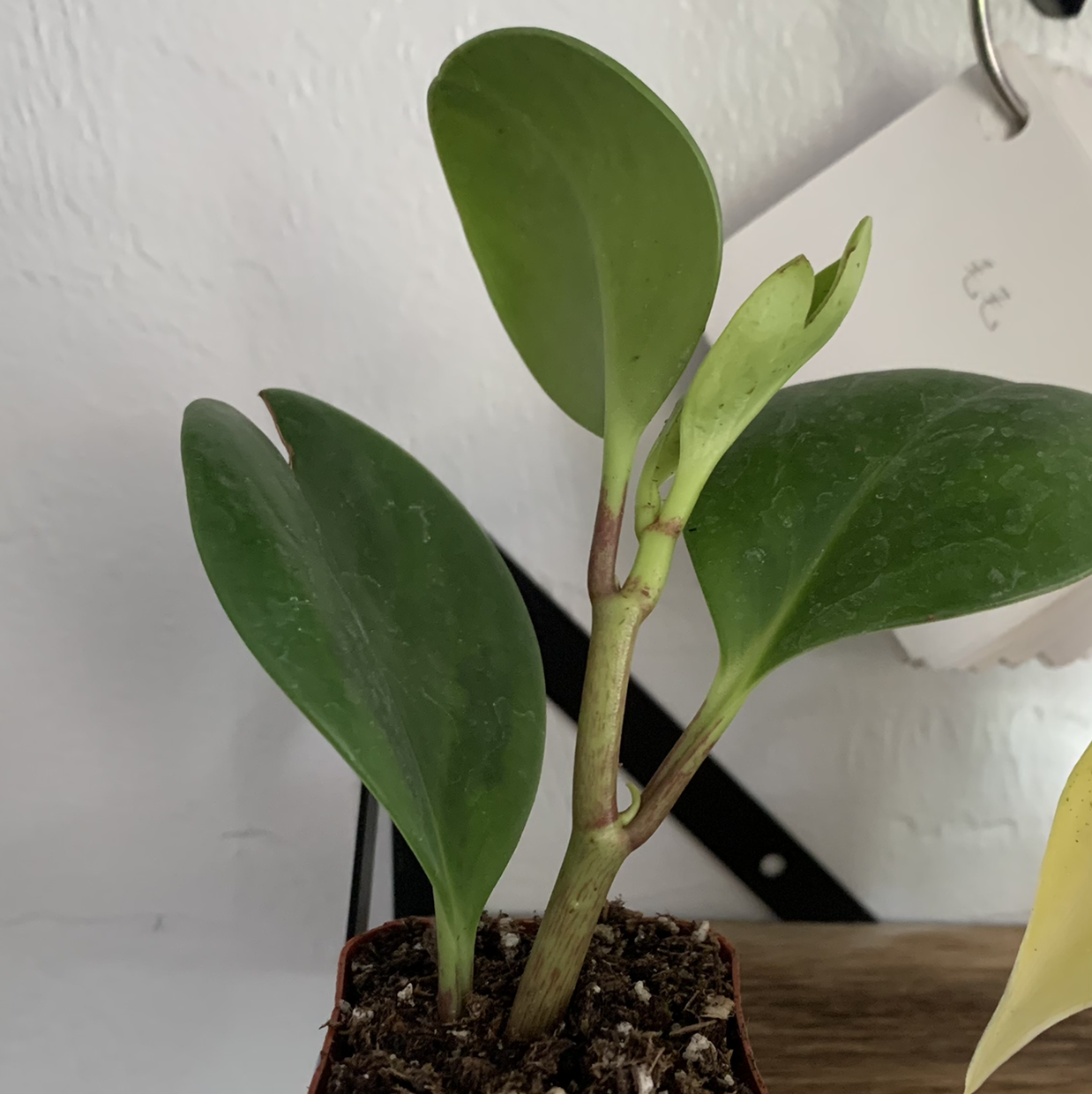Close-up of a healthy baby rubber plant with glossy, dark green leaves in a pot with visible soil mix.