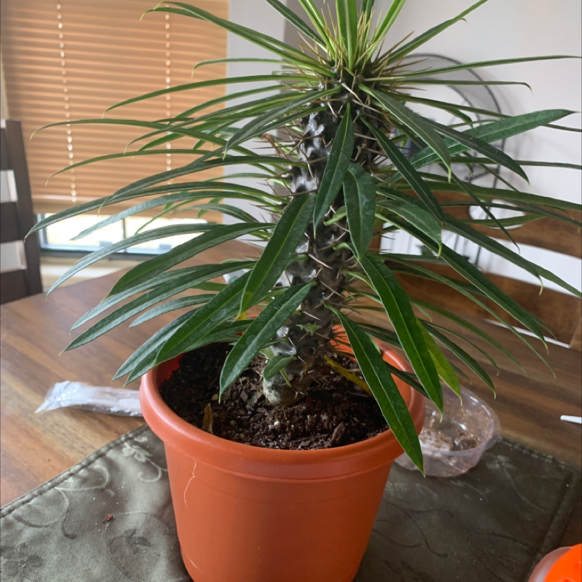 Madagascar Palm in a pot on a table, healthy with green leaves.