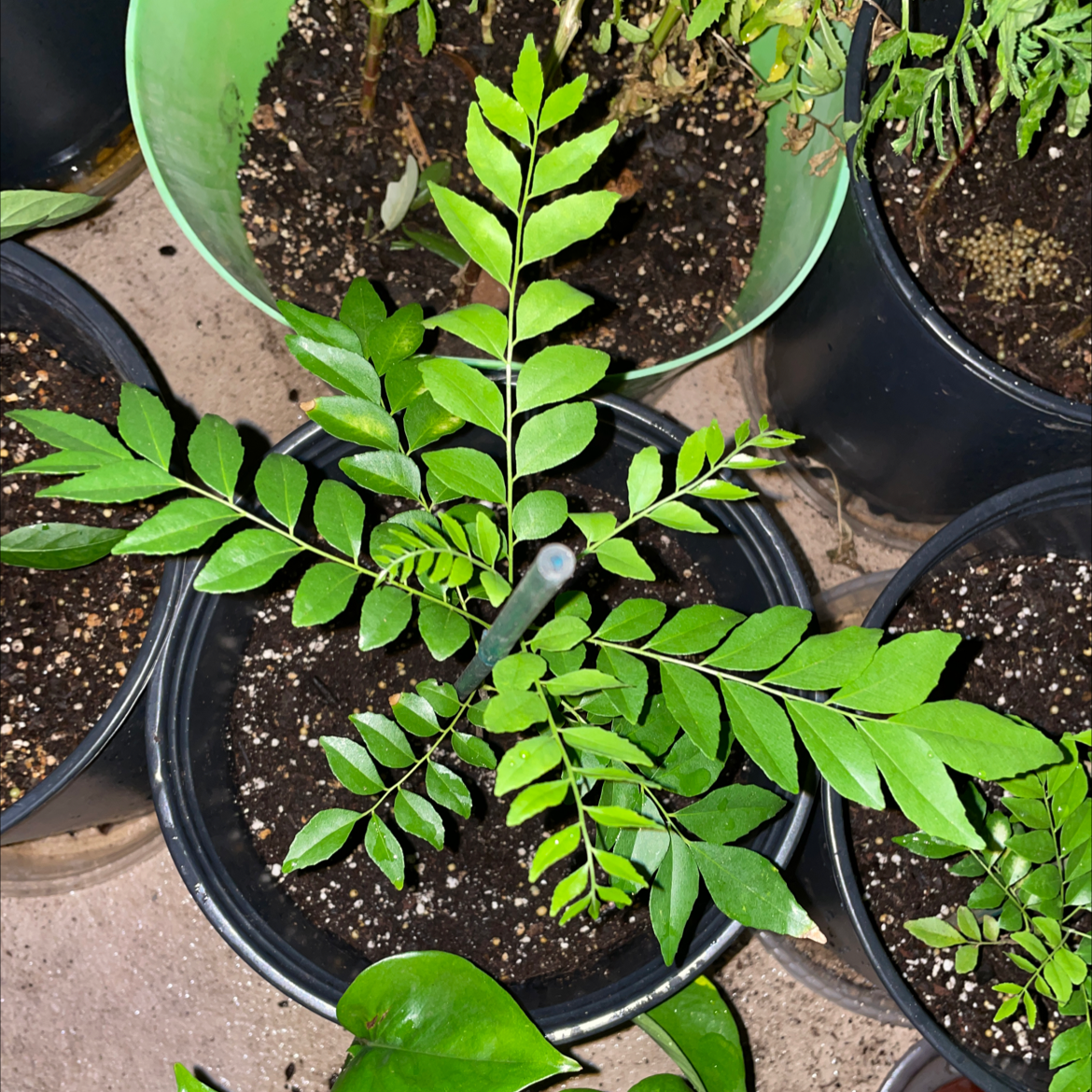 Why Are My Curry Tree Leaves Dropping?
