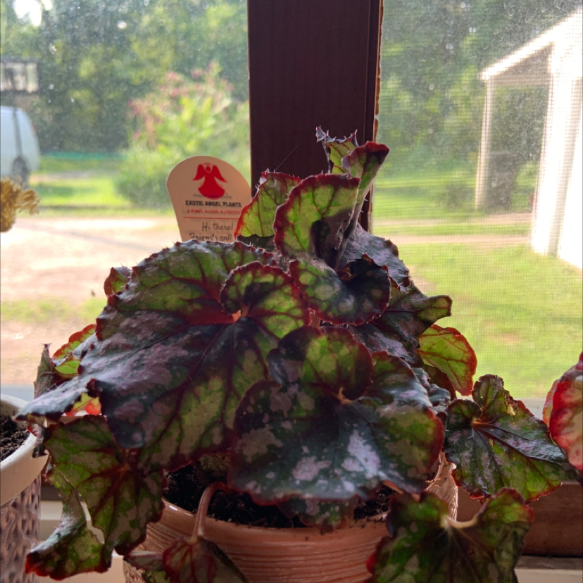 Photo of the plant species Marion's Purple Curl Begonia by Rylee named Denali on Greg, the plant care app