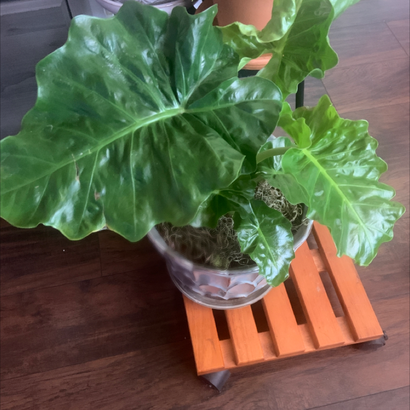 Healthy Giant Taro plant with large green leaves in a pot on a wooden stand.